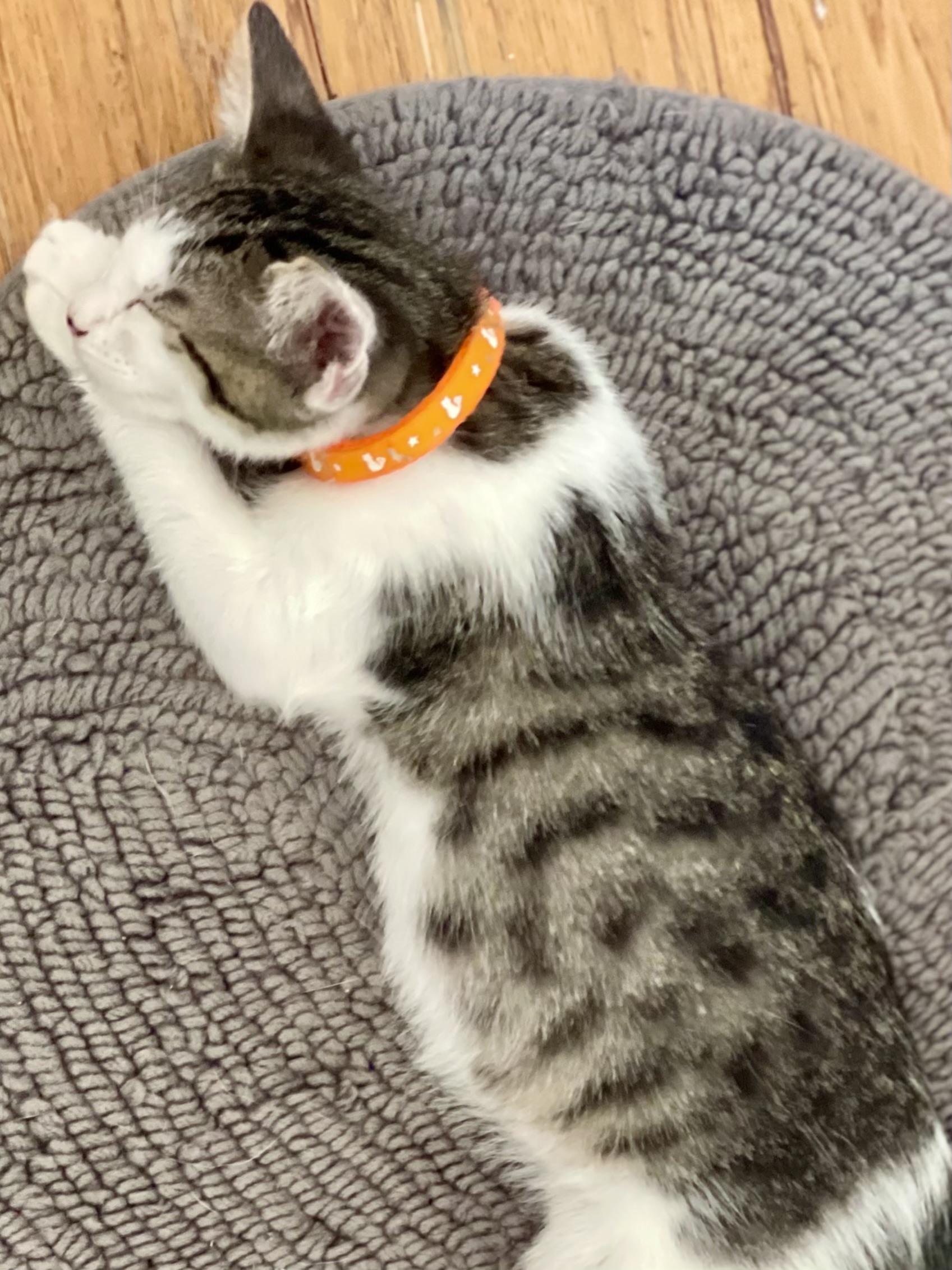 Enlarge Cosmos, a Adoptable Domestic Short Hair in Brentwood, CA image 3/3