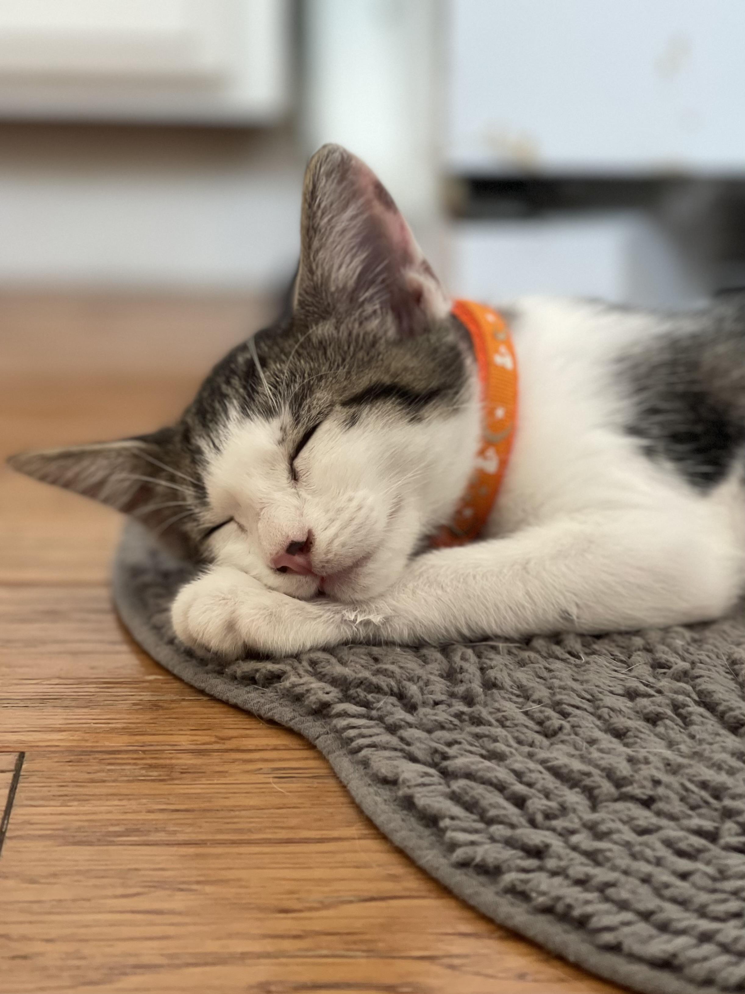 Enlarge Cosmos, a Adoptable Domestic Short Hair in Brentwood, CA image 1/3