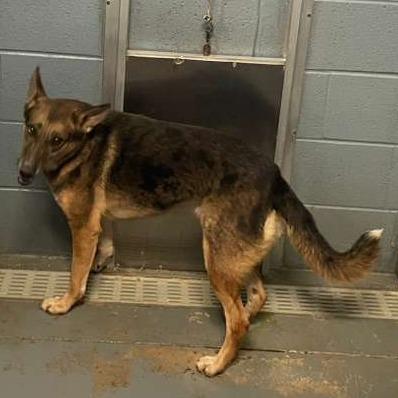 Enlarge ELM 13 (Delilah), a Adoptable Mixed Breed in Gadsden, AL image 1/1