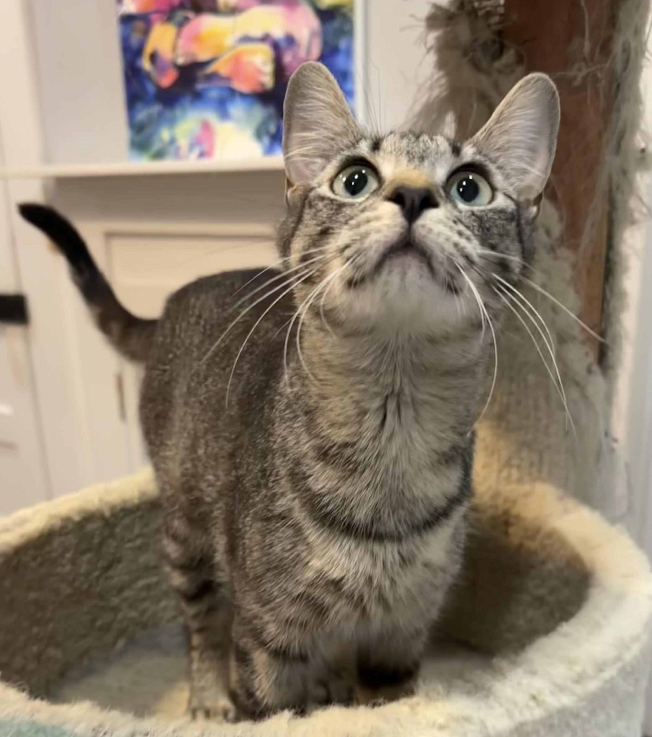 Enlarge Honey, a ADOPTABLE mixed breed in Lawrenceville, GA image 5/5