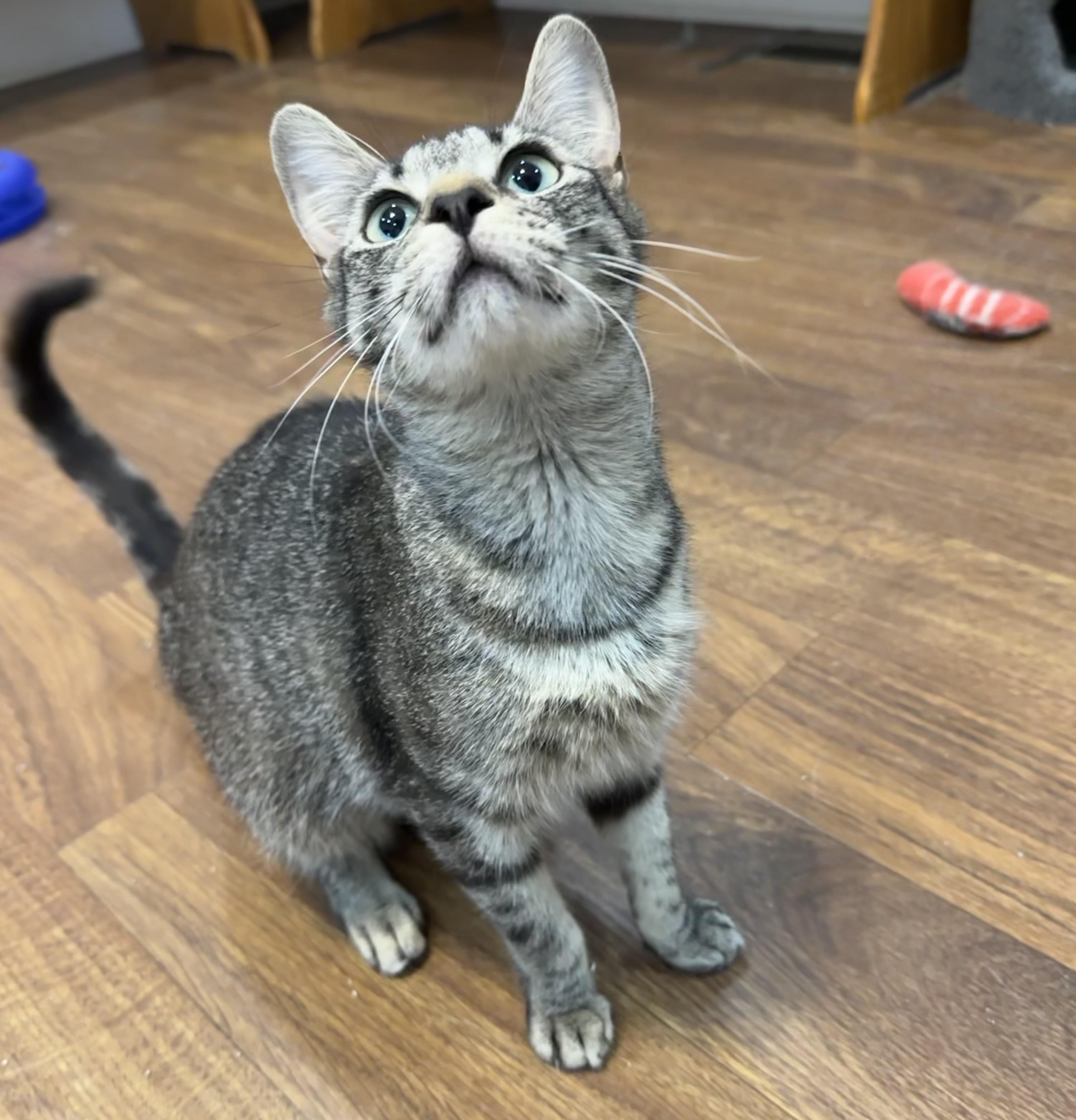 Enlarge Honey, a ADOPTABLE mixed breed in Lawrenceville, GA image 4/5