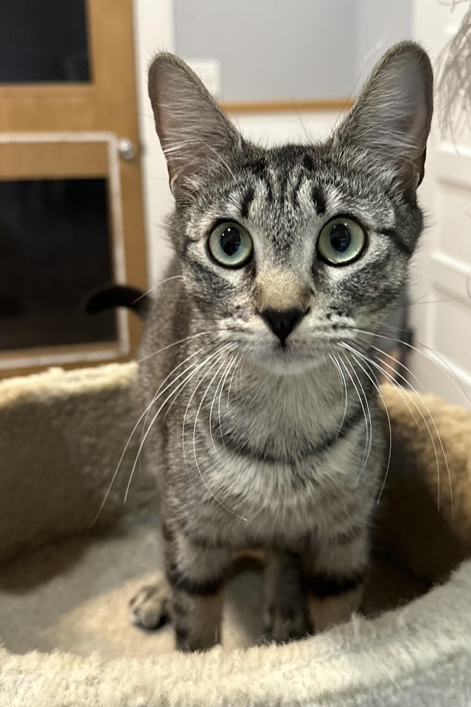 Honey, ADOPTABLE, Young Female Domestic Short Hair & Tabby.