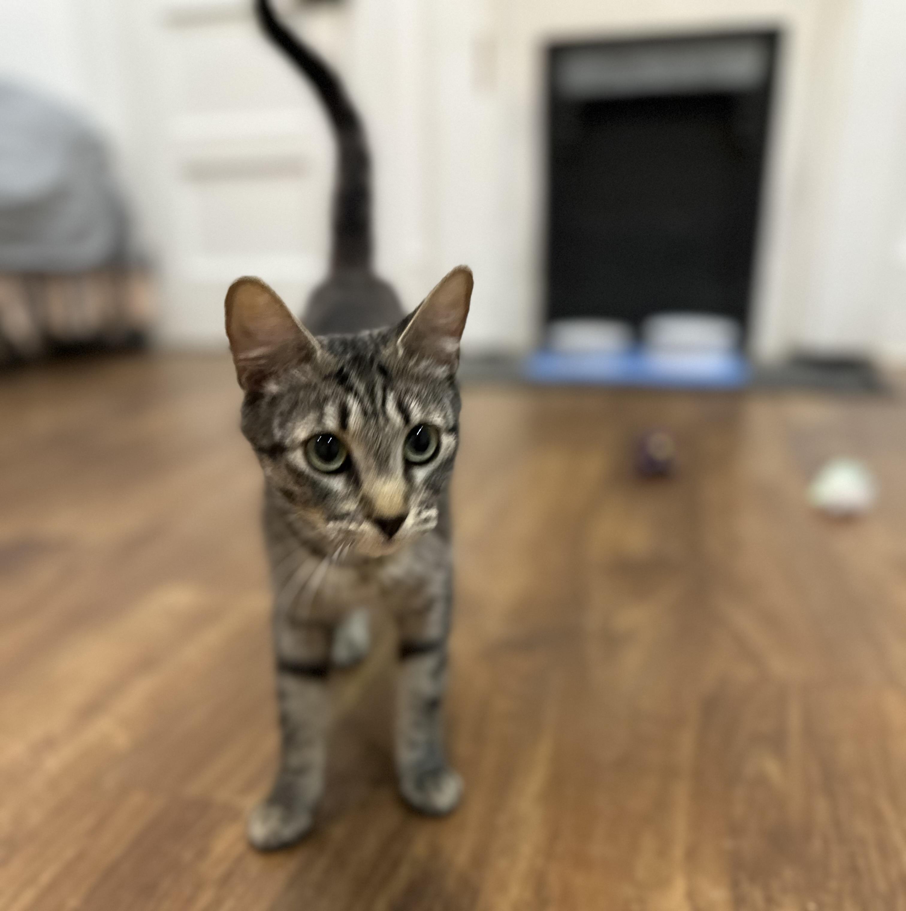 Enlarge Honey, a ADOPTABLE mixed breed in Lawrenceville, GA image 2/5