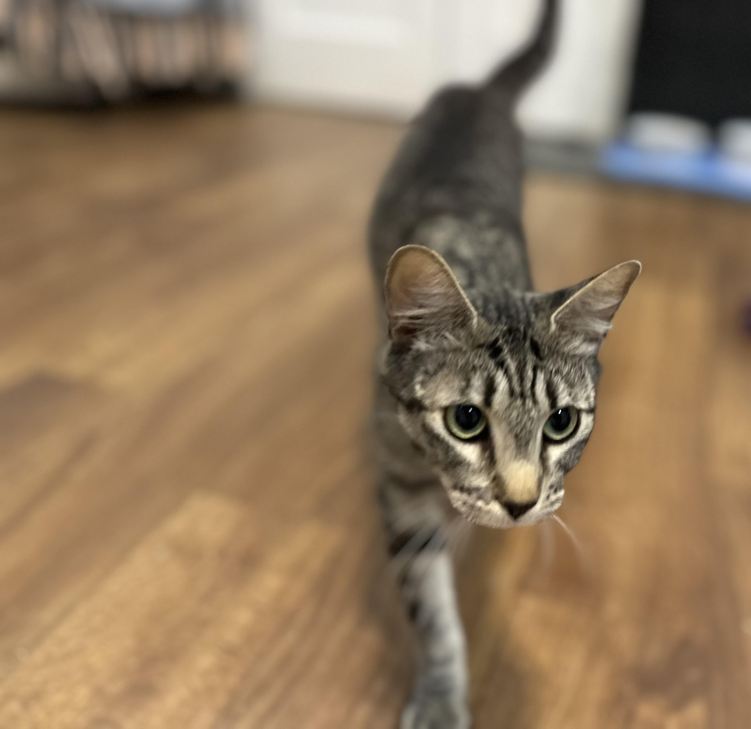 Enlarge Honey, a ADOPTABLE mixed breed in Lawrenceville, GA image 3/5