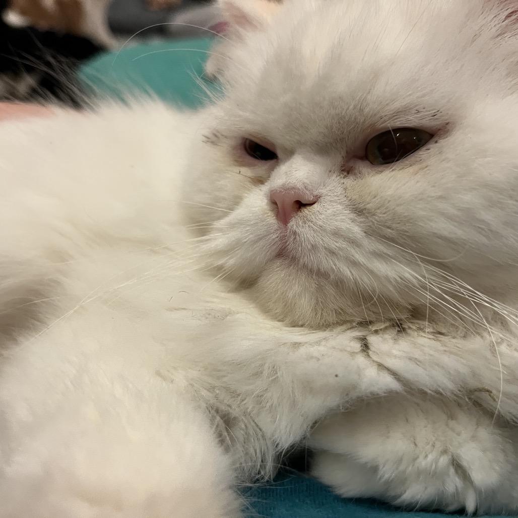 Chocolate thumbnail 2