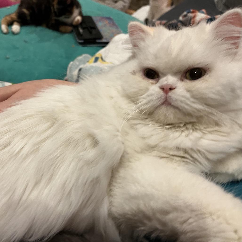 Chocolate thumbnail 3