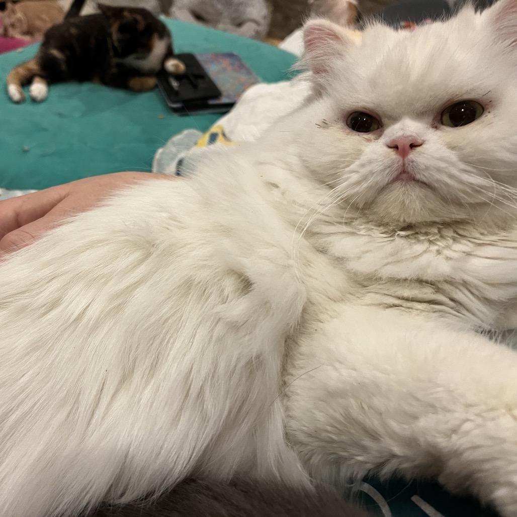 Chocolate thumbnail 4