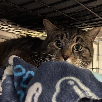 Enlarge Lenny, a ADOPTABLE Domestic Short Hair in Braintree, MA image 5/6