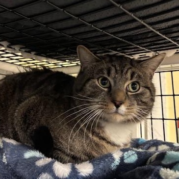 Enlarge Lenny, a ADOPTABLE Domestic Short Hair in Braintree, MA image 1/6