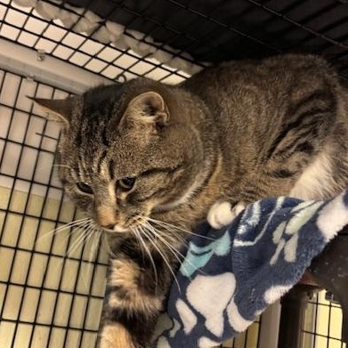 Enlarge Lenny, a ADOPTABLE Domestic Short Hair in Braintree, MA image 2/6