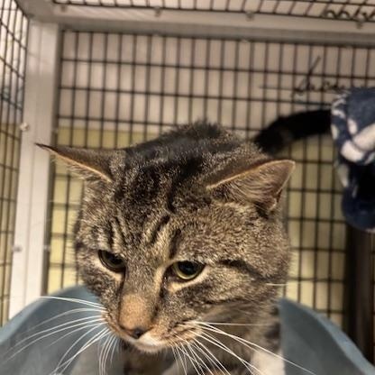 Enlarge Lenny, a ADOPTABLE Domestic Short Hair in Braintree, MA image 4/6