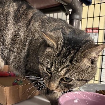 Enlarge Lenny, a ADOPTABLE Domestic Short Hair in Braintree, MA image 3/6