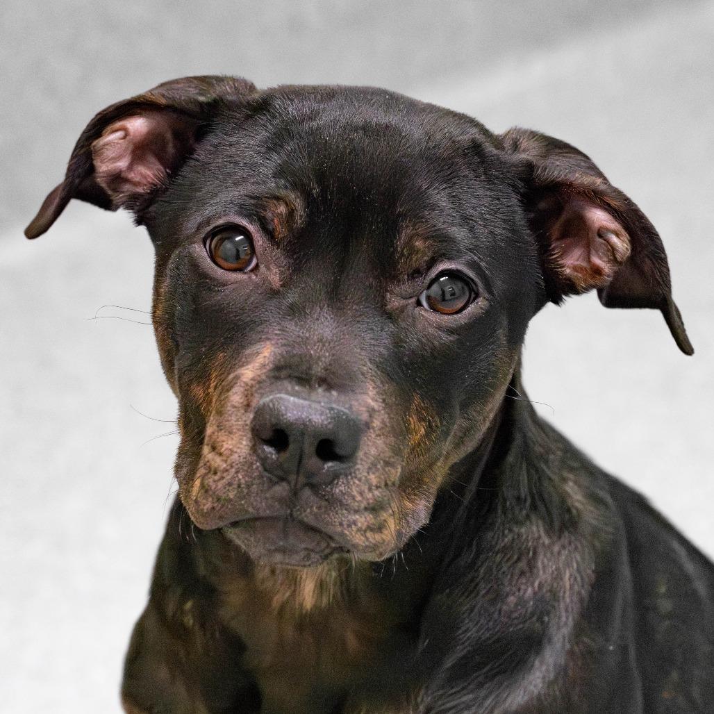 Bowie, Adoptable, Young Female American Staffordshire Terrier & Mixed Breed.