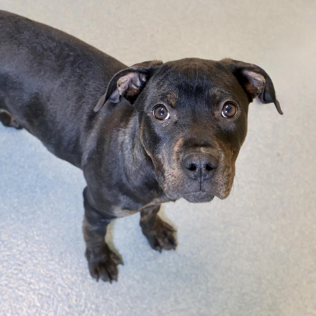 Enlarge Bowie, a Adoptable mixed breed in Briarcliff Manor, NY image 2/5