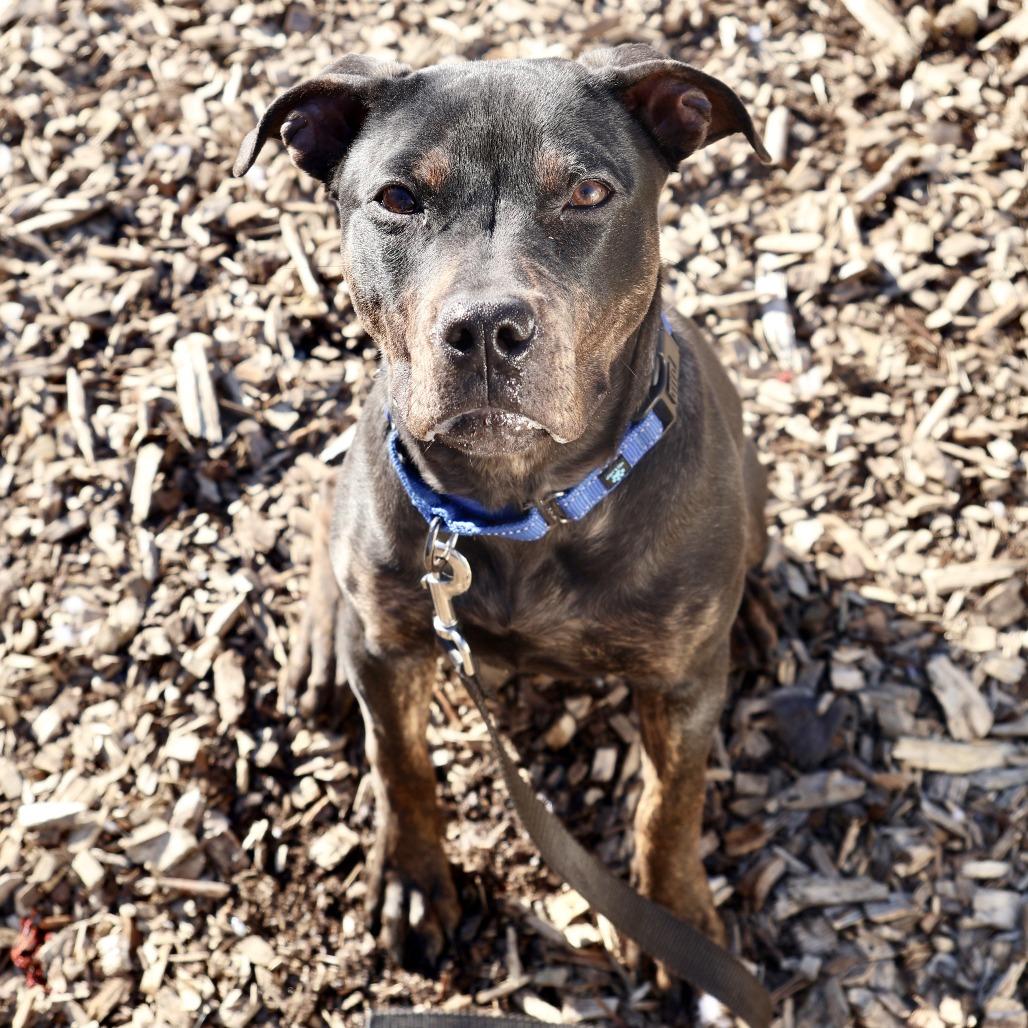 Enlarge Bowie, a Adoptable mixed breed in Briarcliff Manor, NY image 3/5