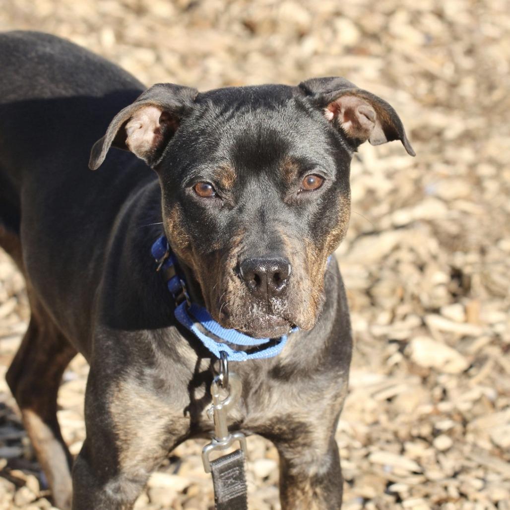 Enlarge Bowie, a Adoptable mixed breed in Briarcliff Manor, NY image 4/5