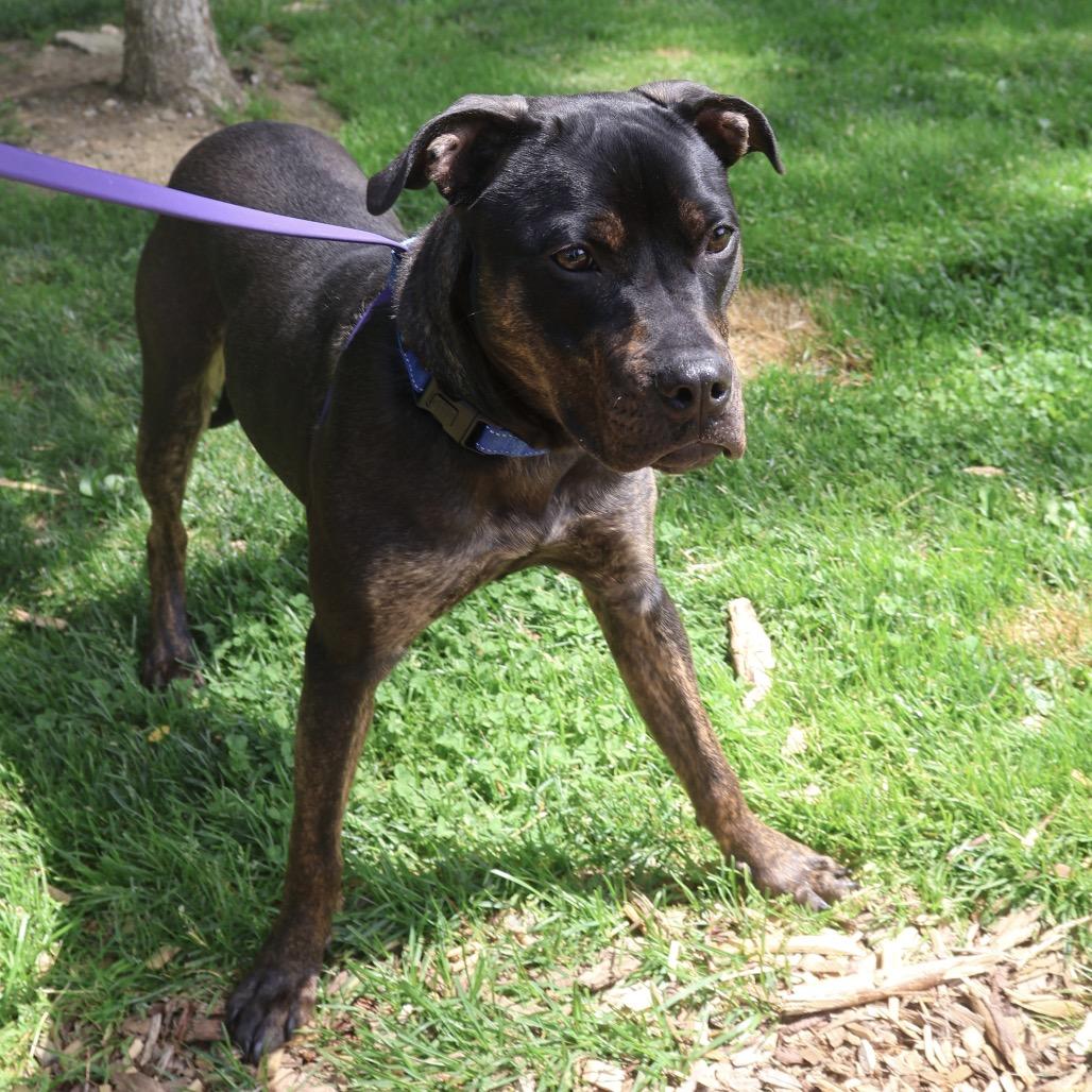 Enlarge Bowie, a Adoptable mixed breed in Briarcliff Manor, NY image 5/5