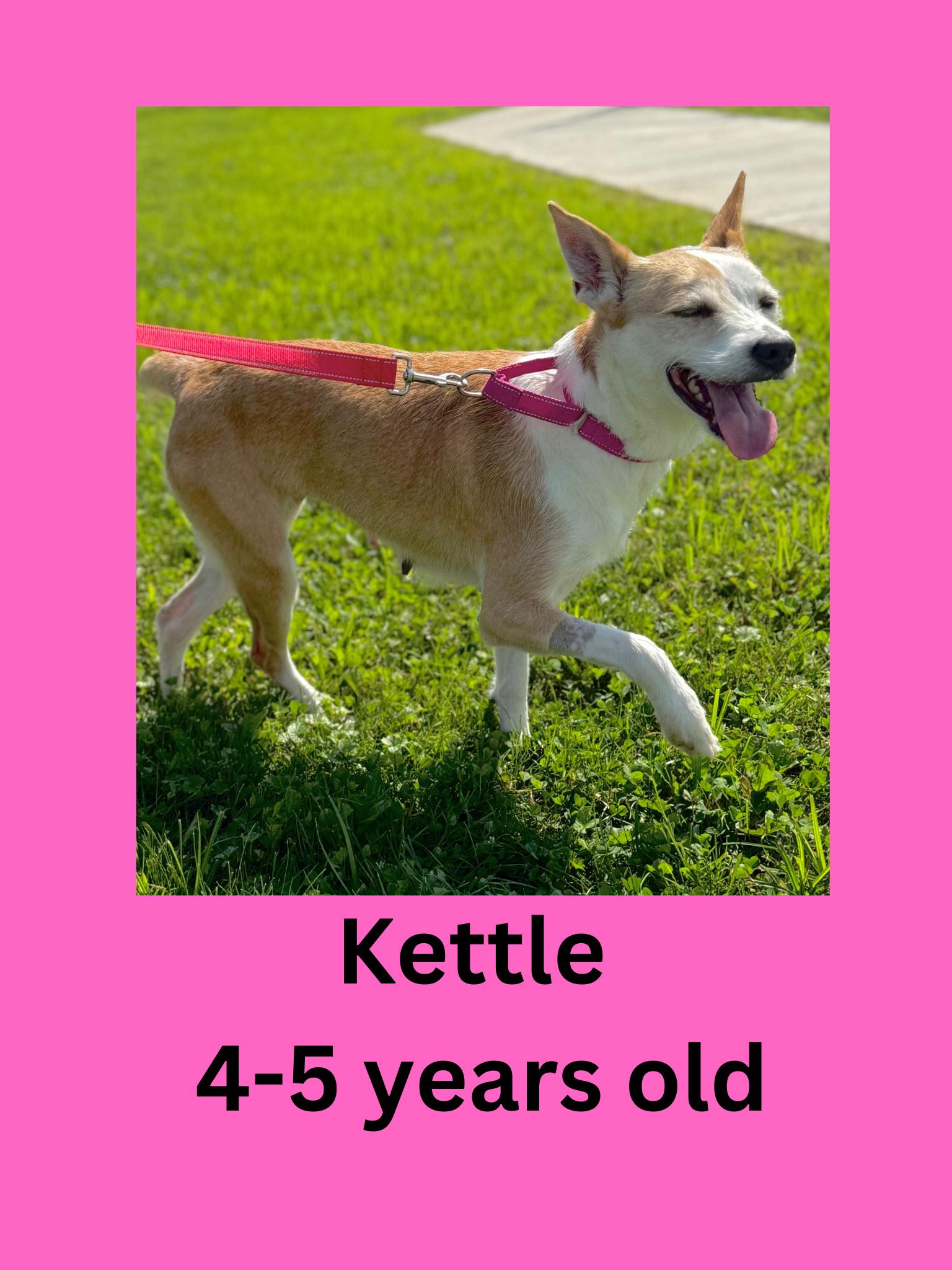 Enlarge Kettle, a Adoptable mixed breed in Ravenna, OH image 1/1