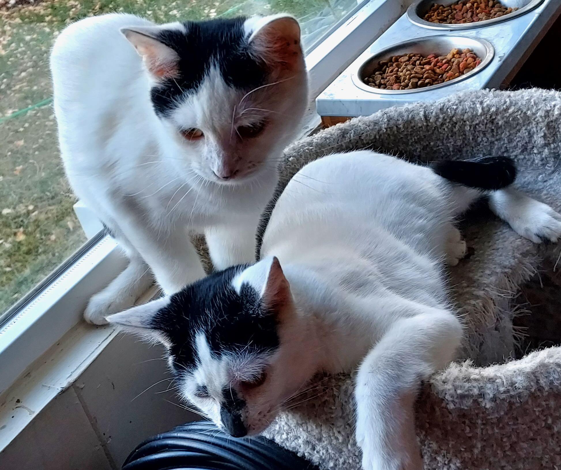 Enlarge George & Gerald, a Adoptable Domestic Short Hair in Portland, OR image 6/6