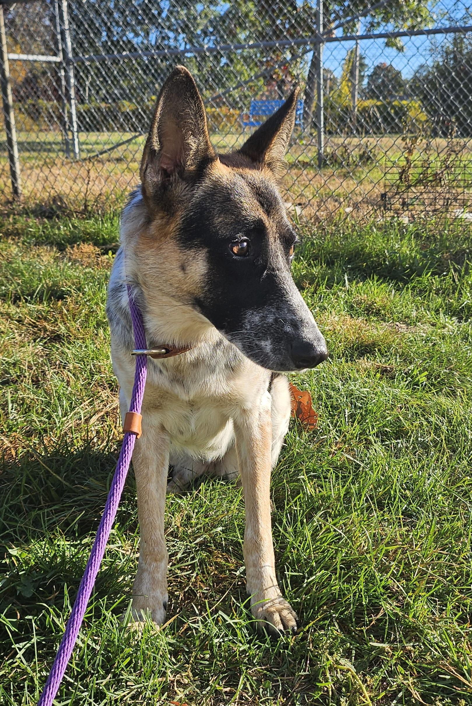 Enlarge Dory, a Adopted mixed breed in Salem, NH image 2/3