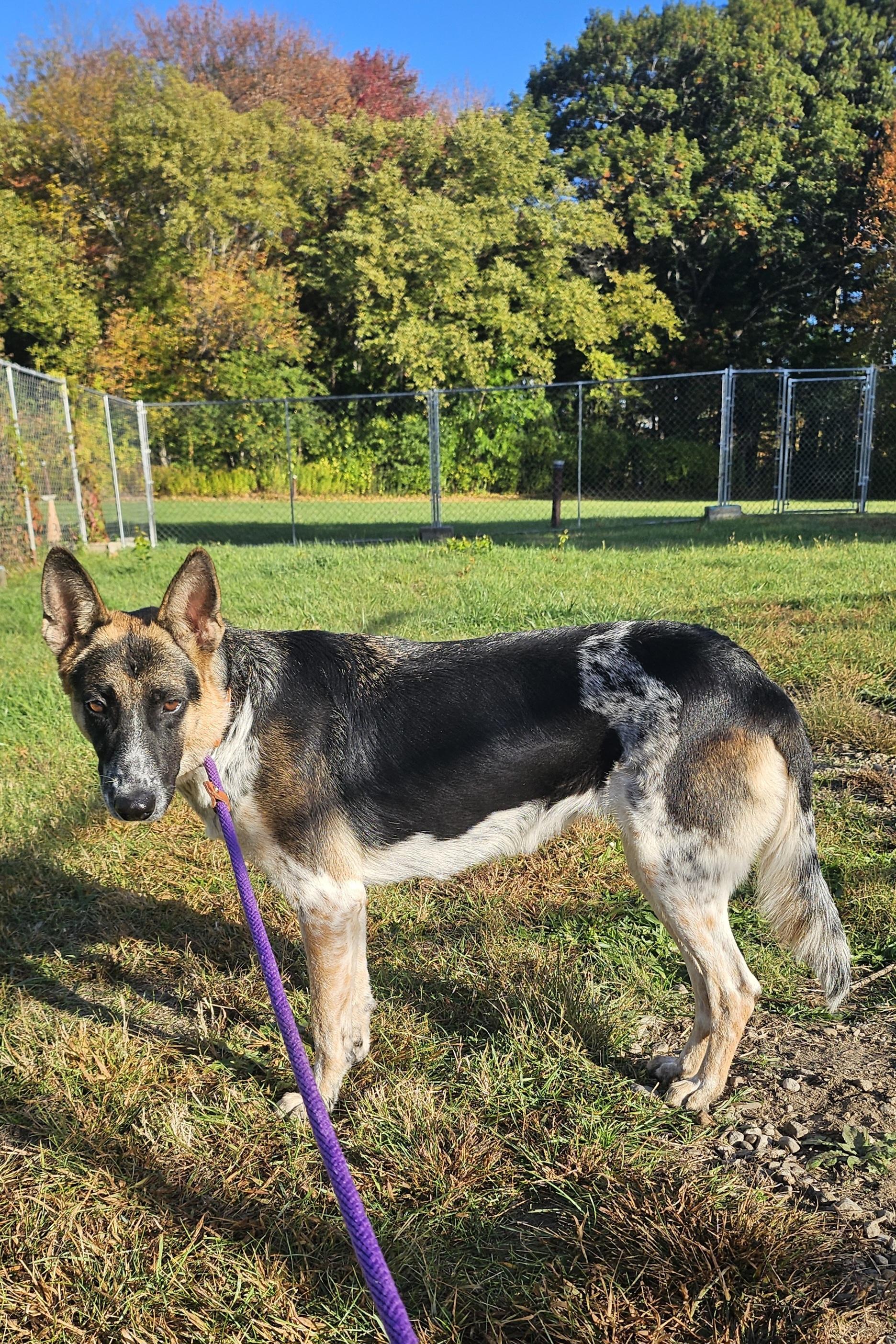 Dory, Adopted, Adult Female Australian Cattle Dog / Blue Heeler & Shepherd.