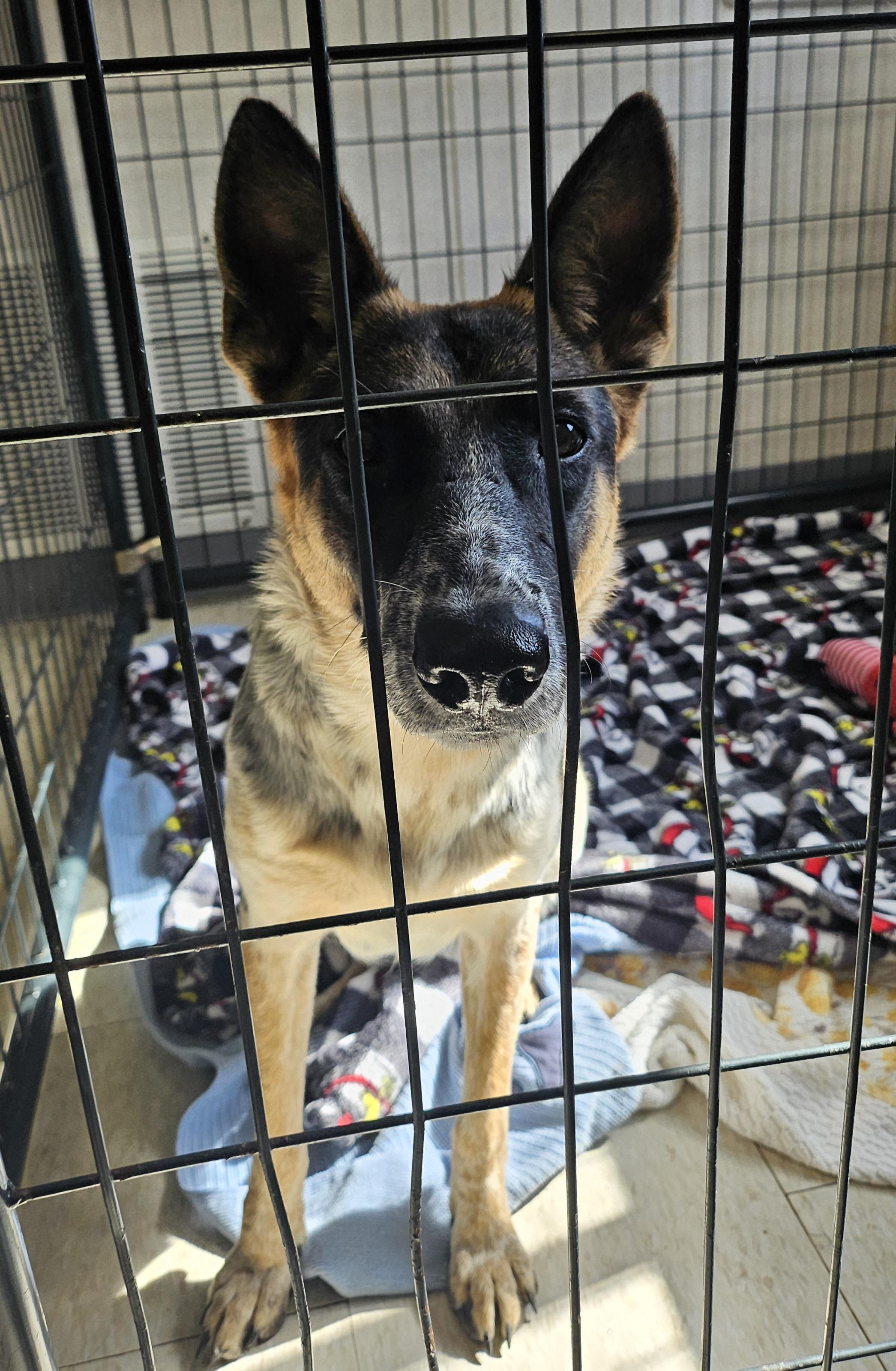Enlarge Dory, a Adopted mixed breed in Salem, NH image 3/3