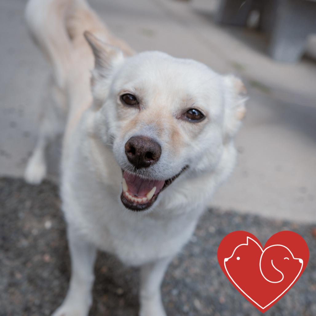 Leia, Adoptable, Adult Female Cardigan Welsh Corgi & Mixed Breed.