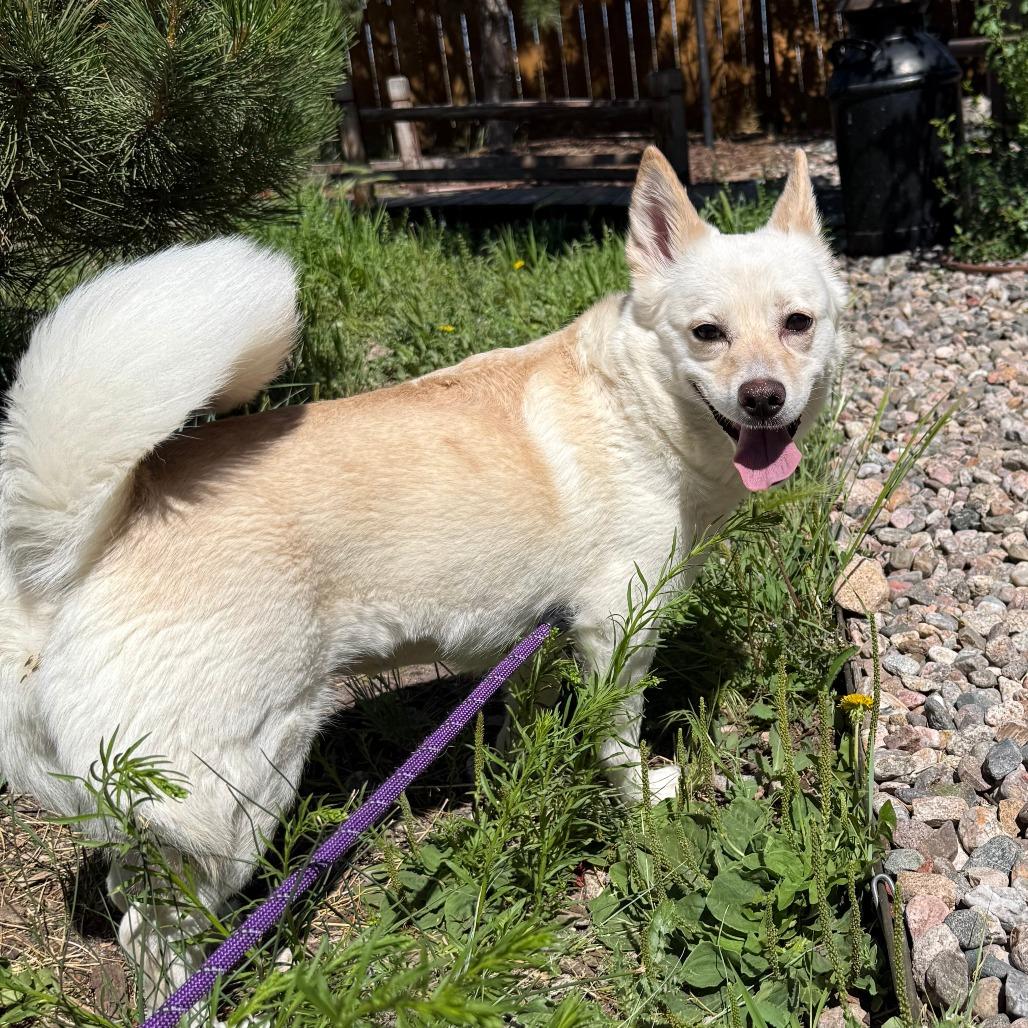 Enlarge Leia, a Adoptable mixed breed in Cheyenne, WY image 2/3