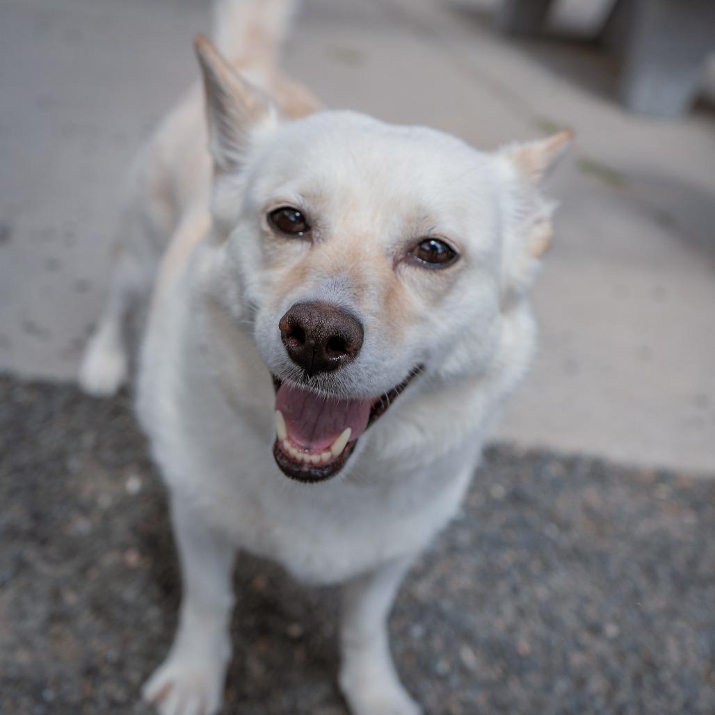 Enlarge Leia, a Adoptable mixed breed in Cheyenne, WY image 3/3
