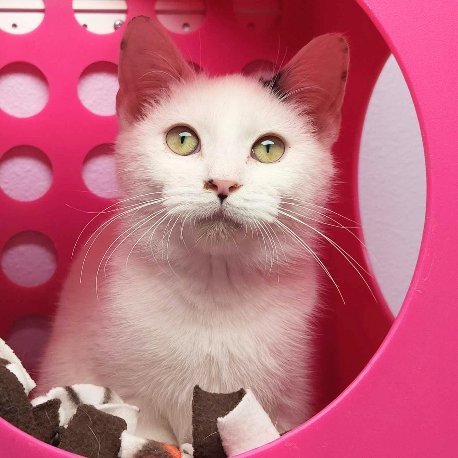 Enlarge Ghost, an adopted Domestic Short Hair in Marshfield, WI image 3/6