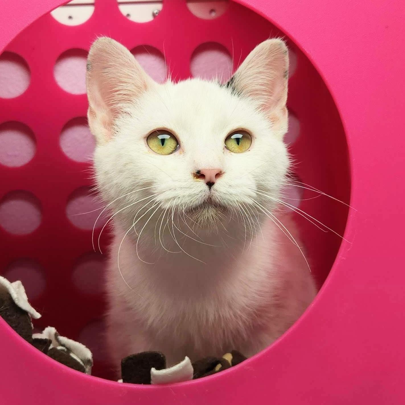 Enlarge Ghost, an adopted Domestic Short Hair in Marshfield, WI image 5/6