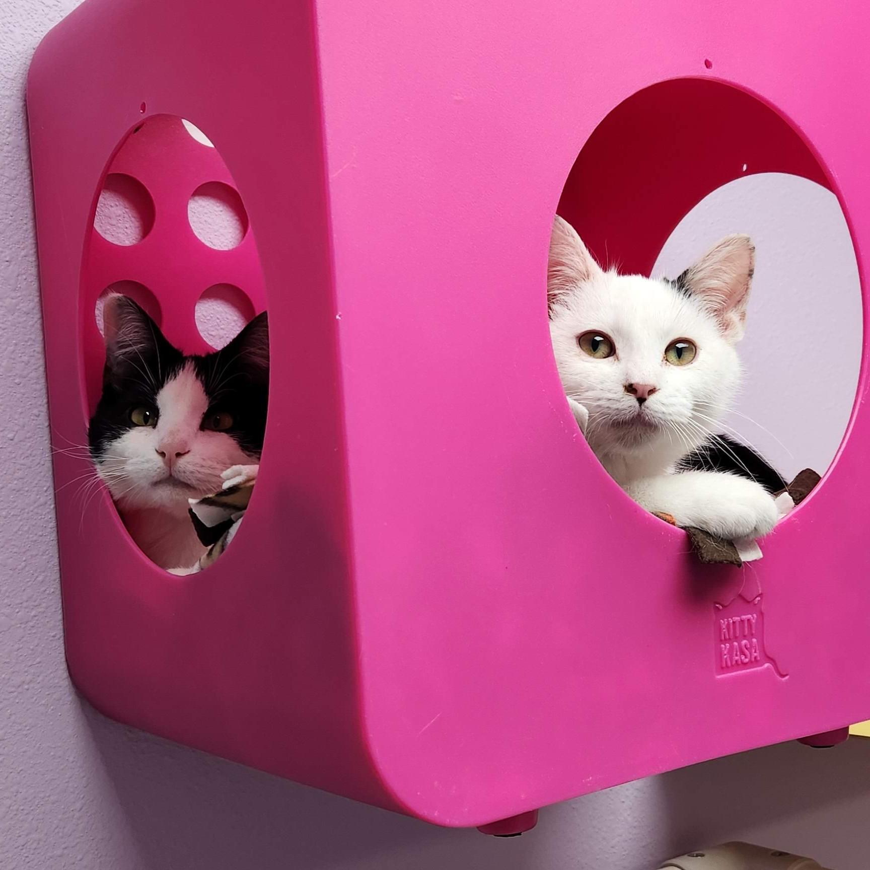 Enlarge Ghost, an adopted Domestic Short Hair in Marshfield, WI image 4/6