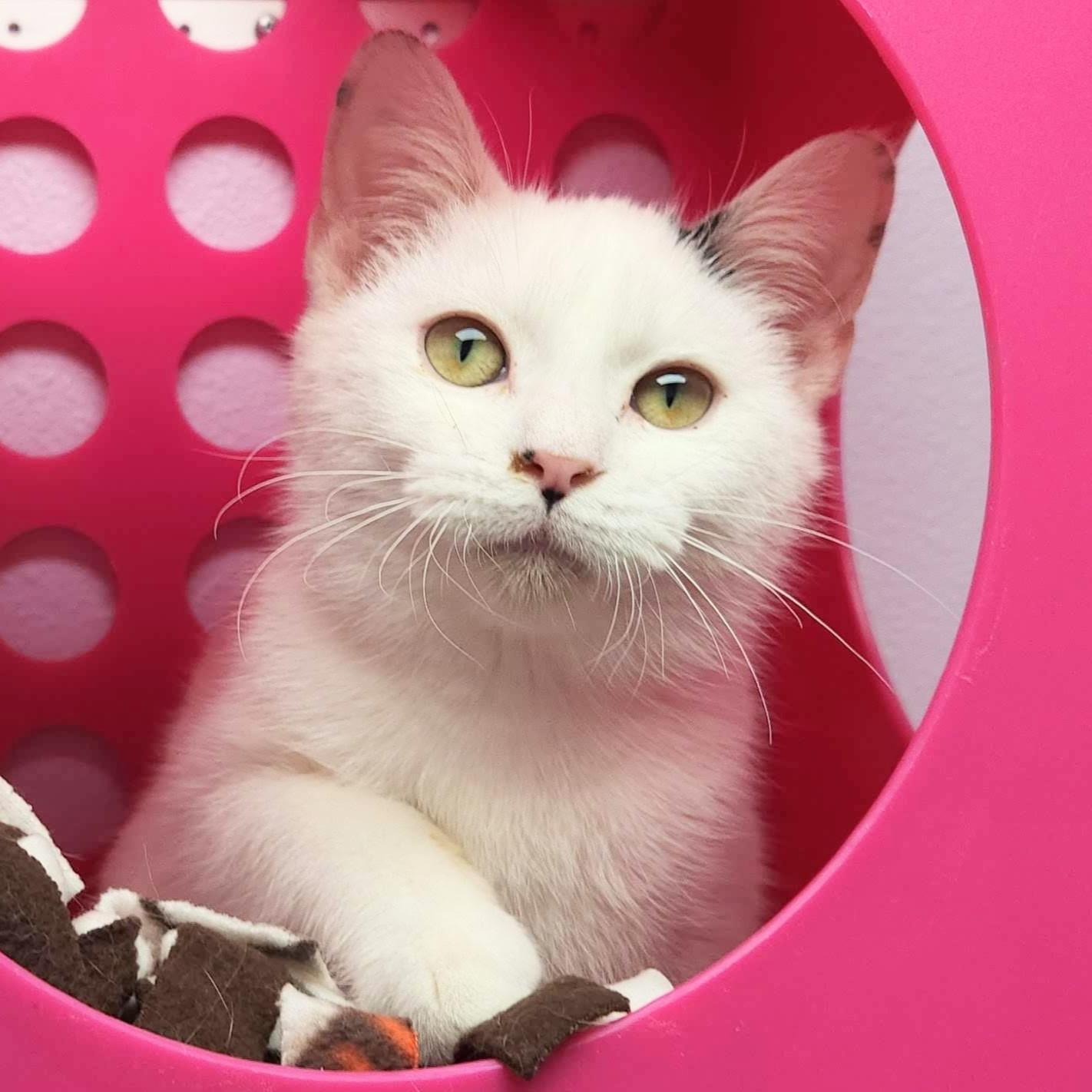 Enlarge Ghost, an adopted Domestic Short Hair in Marshfield, WI image 1/6