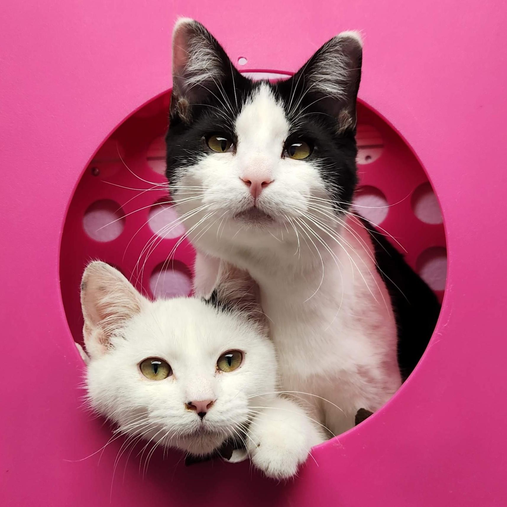 Enlarge Ghost, an adopted Domestic Short Hair in Marshfield, WI image 2/6