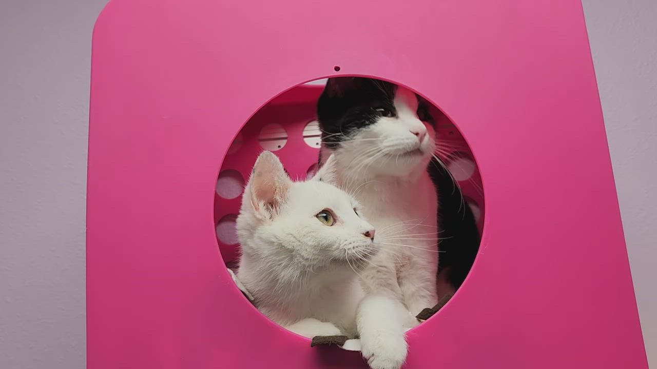 Enlarge Ghost, an adopted Domestic Short Hair in Marshfield, WI video 6/6