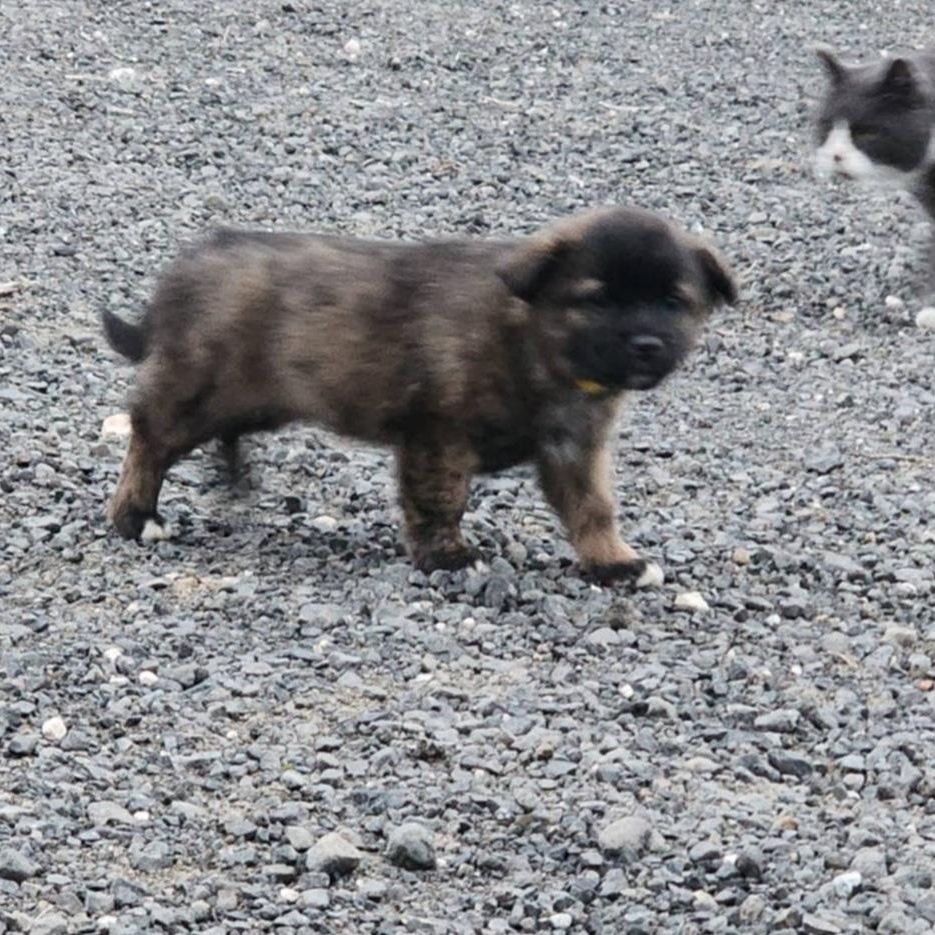 Enlarge Laurel, a Adoptable mixed breed in Oroville, WA image 5/6