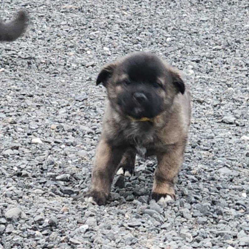 Enlarge Laurel, a Adoptable mixed breed in Oroville, WA image 2/6