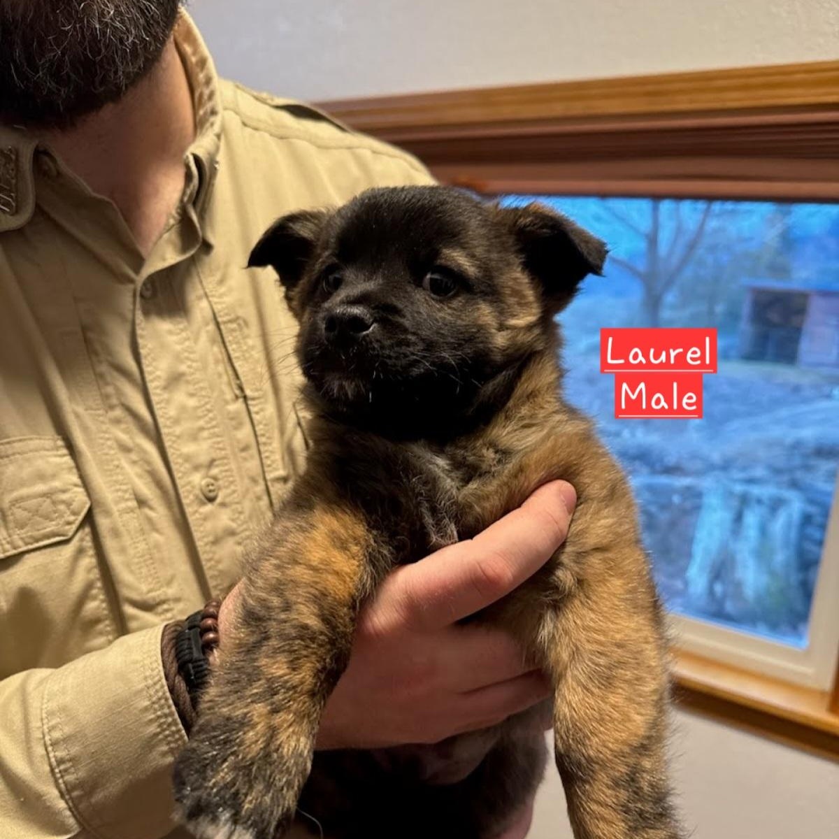 Enlarge Laurel, a Adoptable mixed breed in Oroville, WA image 1/6