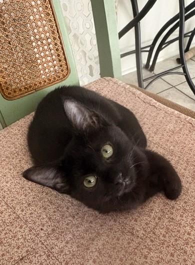 Starling, Adopted, Young Female Domestic Short Hair.