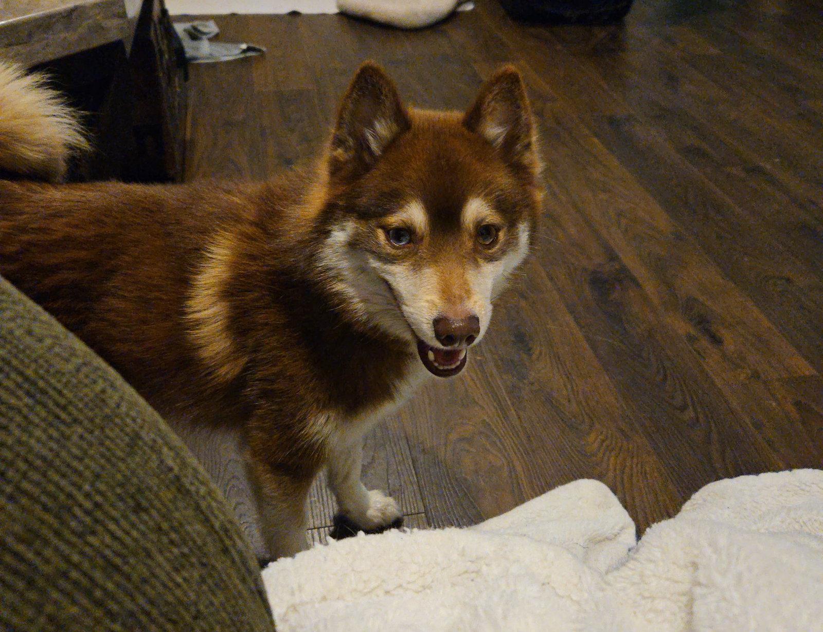 Finn, Adoptable, Young Male Pomeranian & Husky.