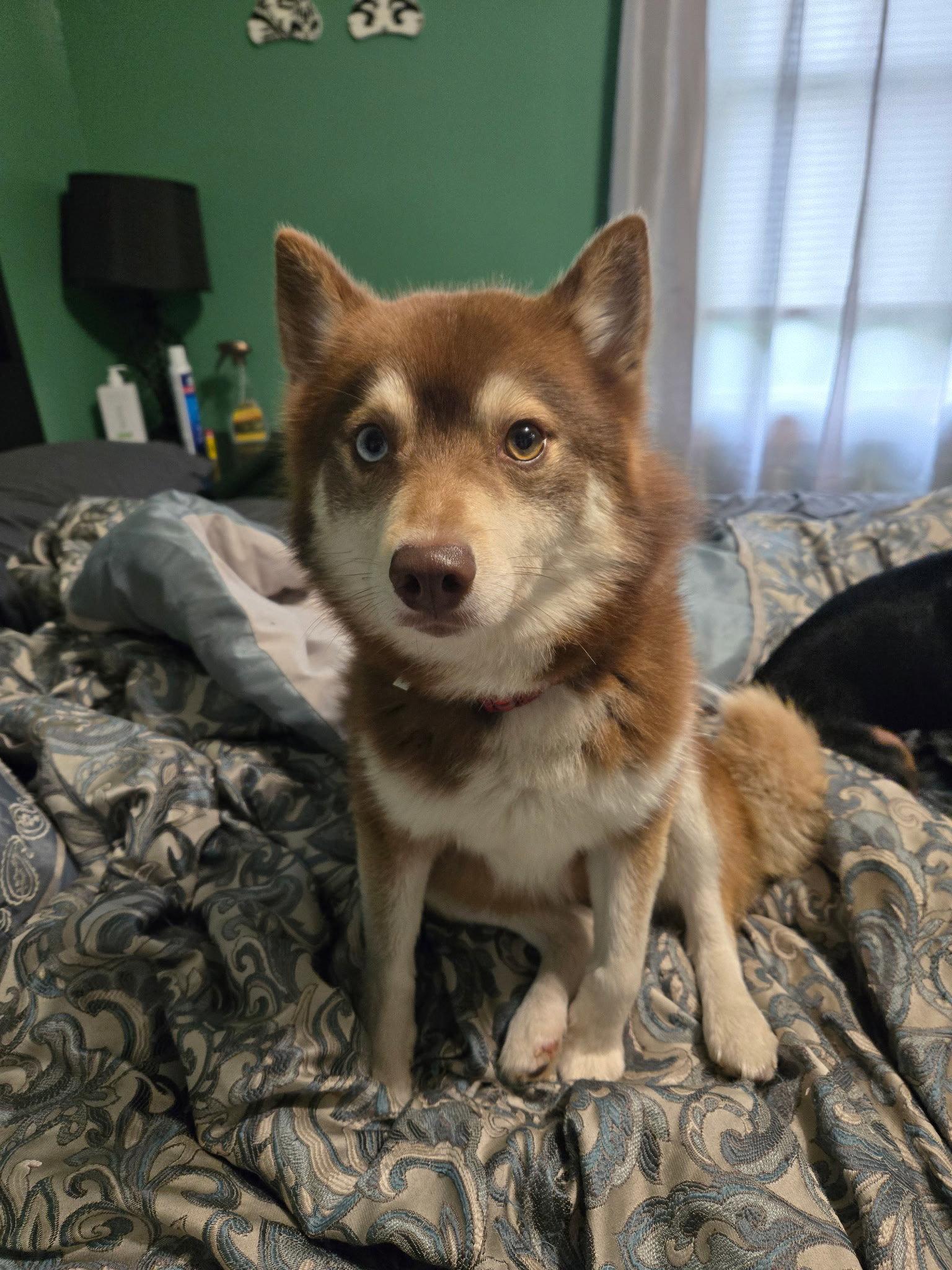 Enlarge Finn, a Adoptable mixed breed in Fort Wayne, IN image 2/3