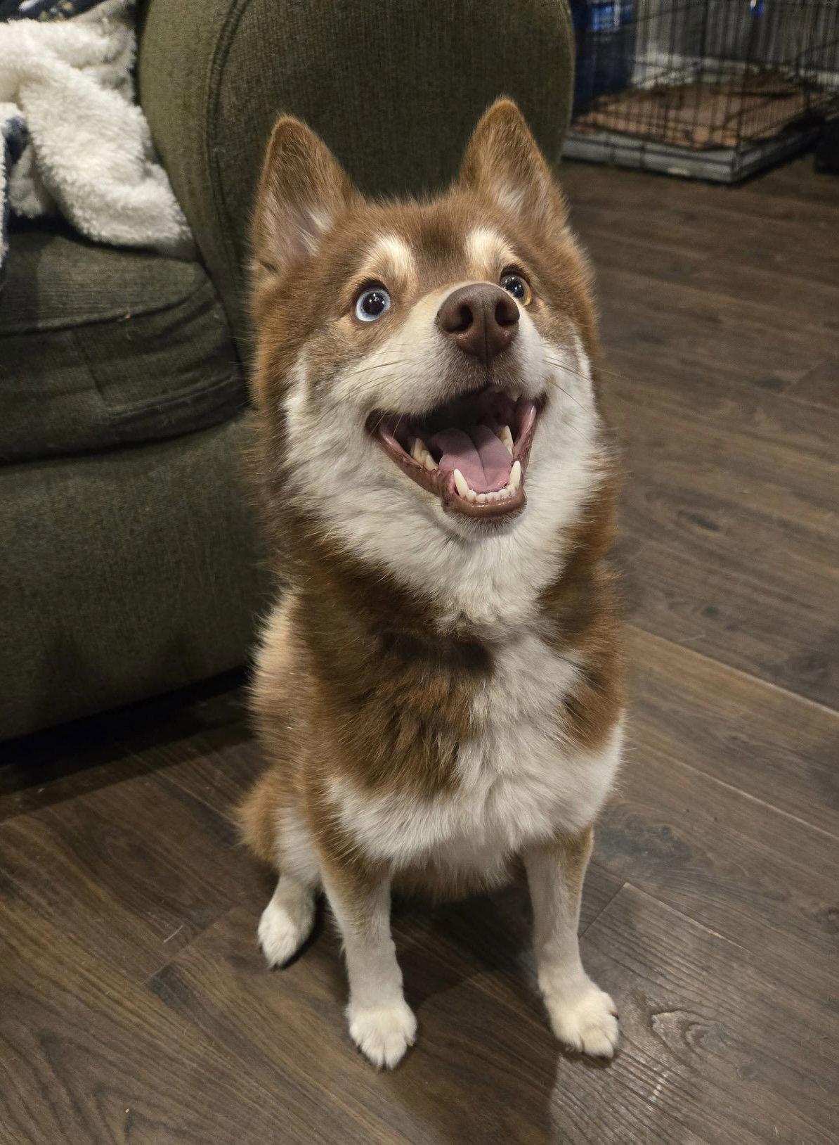 Enlarge Finn, a Adoptable mixed breed in Fort Wayne, IN image 3/3