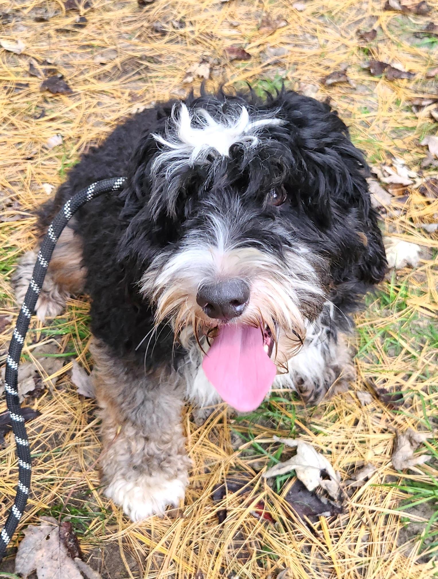 Enlarge Bruce, a Adoptable Bernedoodle in Liberty Center, OH image 6/6