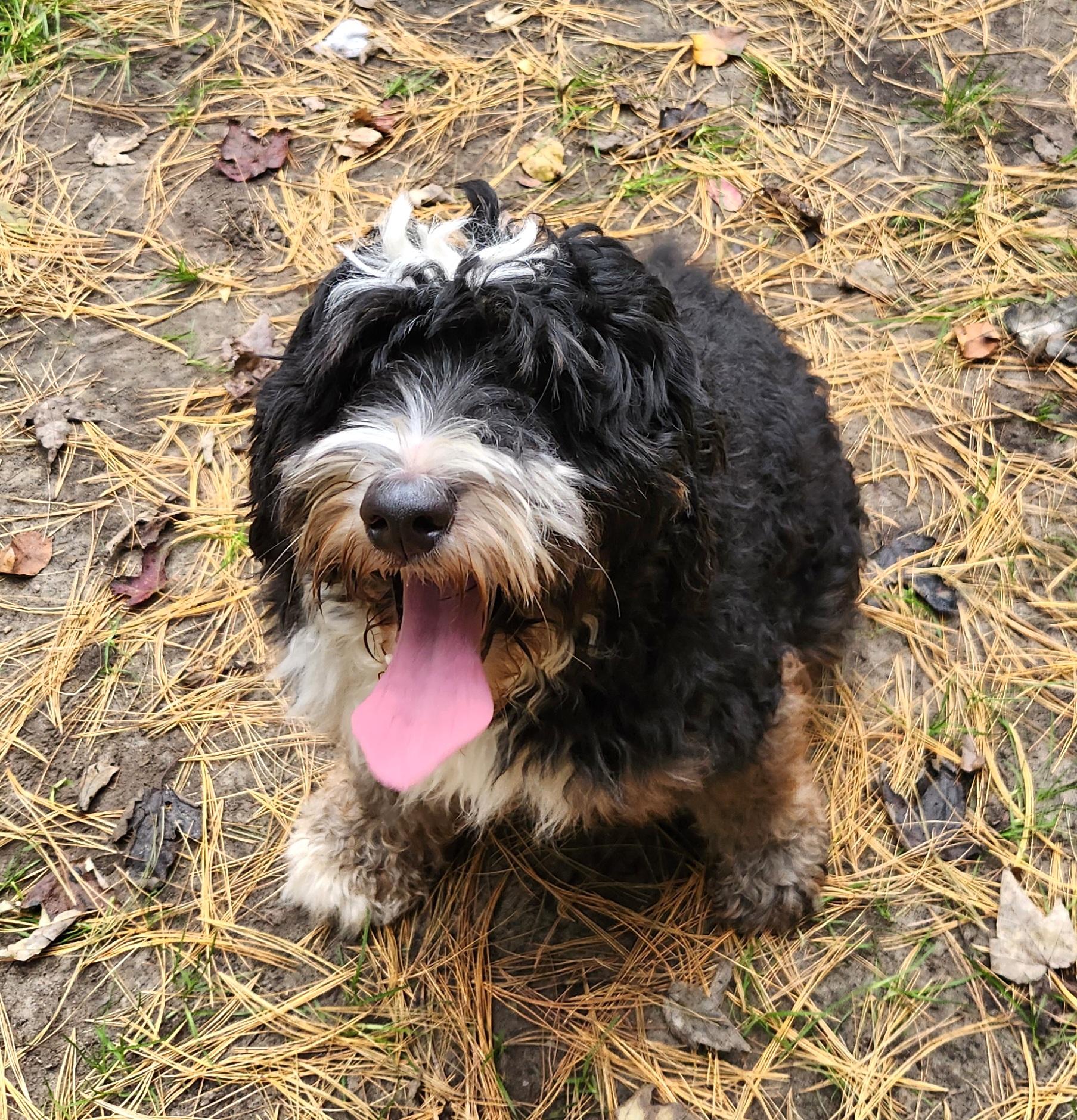 Enlarge Bruce, a Adoptable Bernedoodle in Liberty Center, OH image 5/6