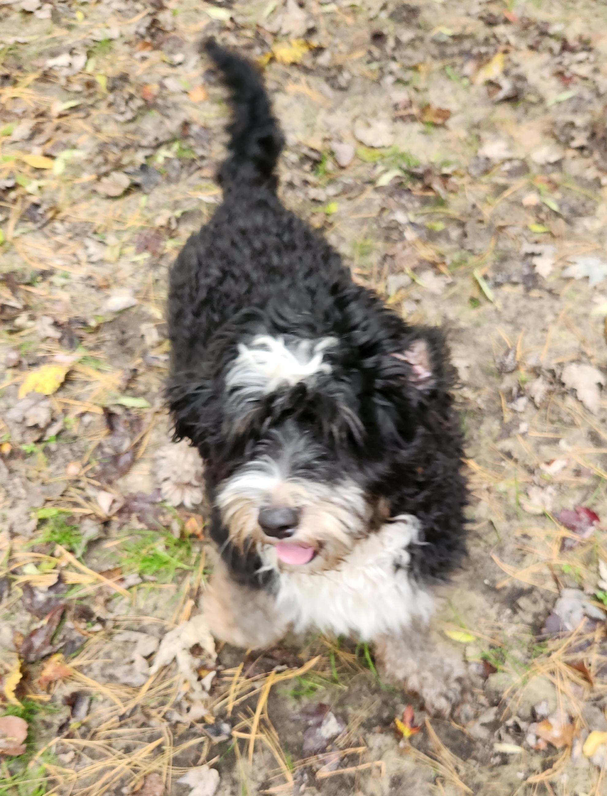 Enlarge Bruce, a Adoptable Bernedoodle in Liberty Center, OH image 4/6
