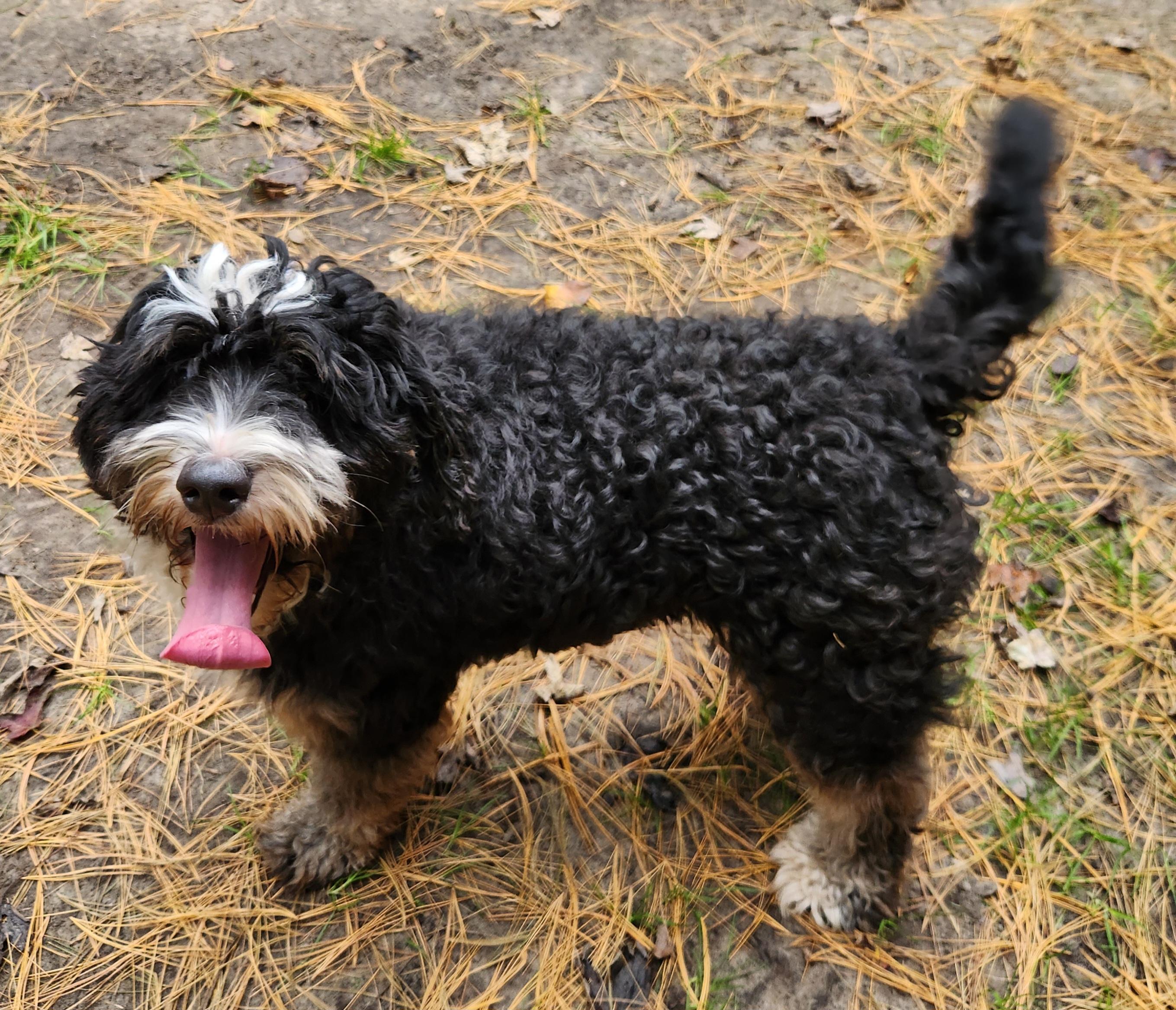 Enlarge Bruce, a Adoptable Bernedoodle in Liberty Center, OH image 2/6