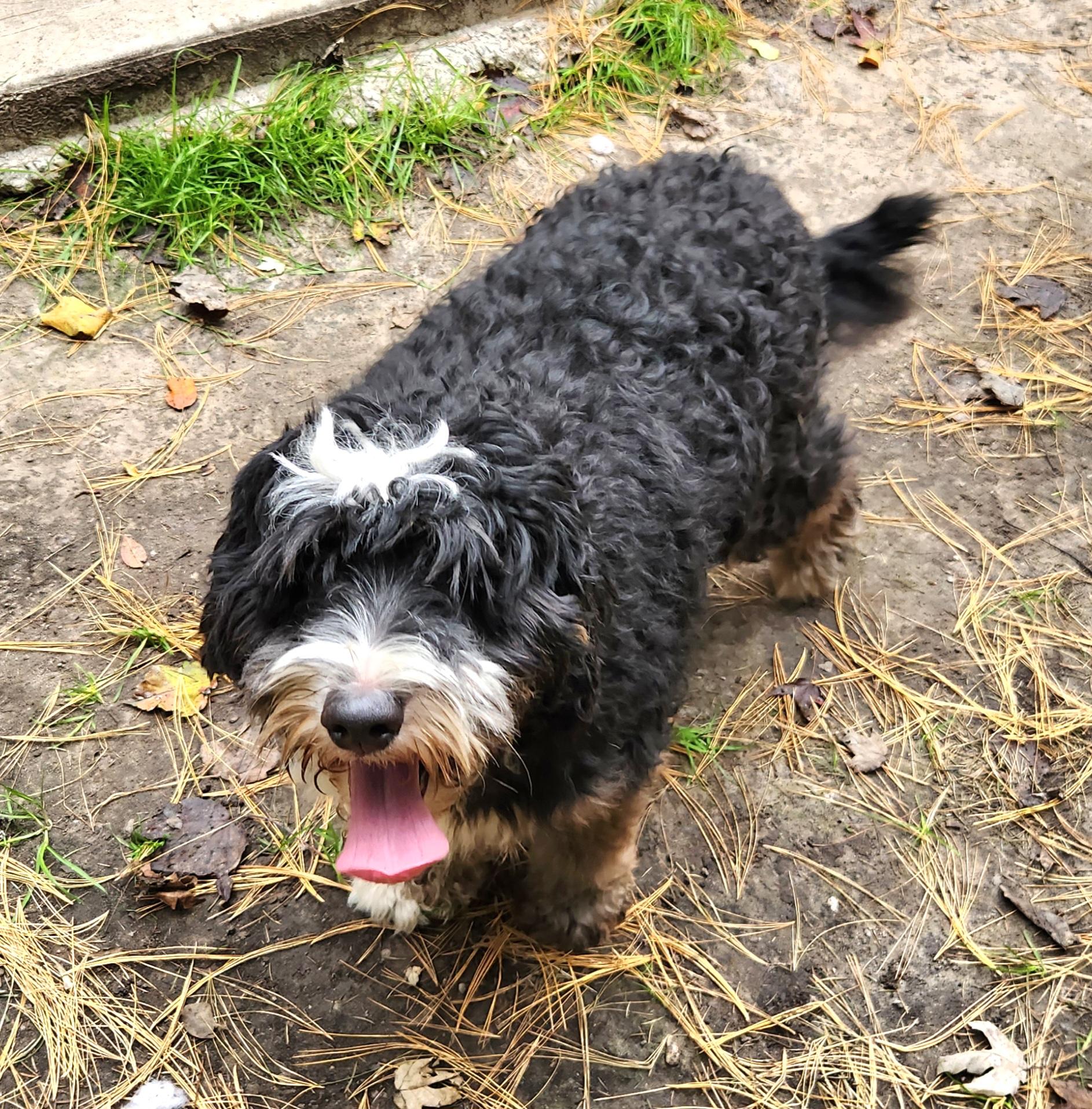 Enlarge Bruce, a Adoptable Bernedoodle in Liberty Center, OH image 3/6