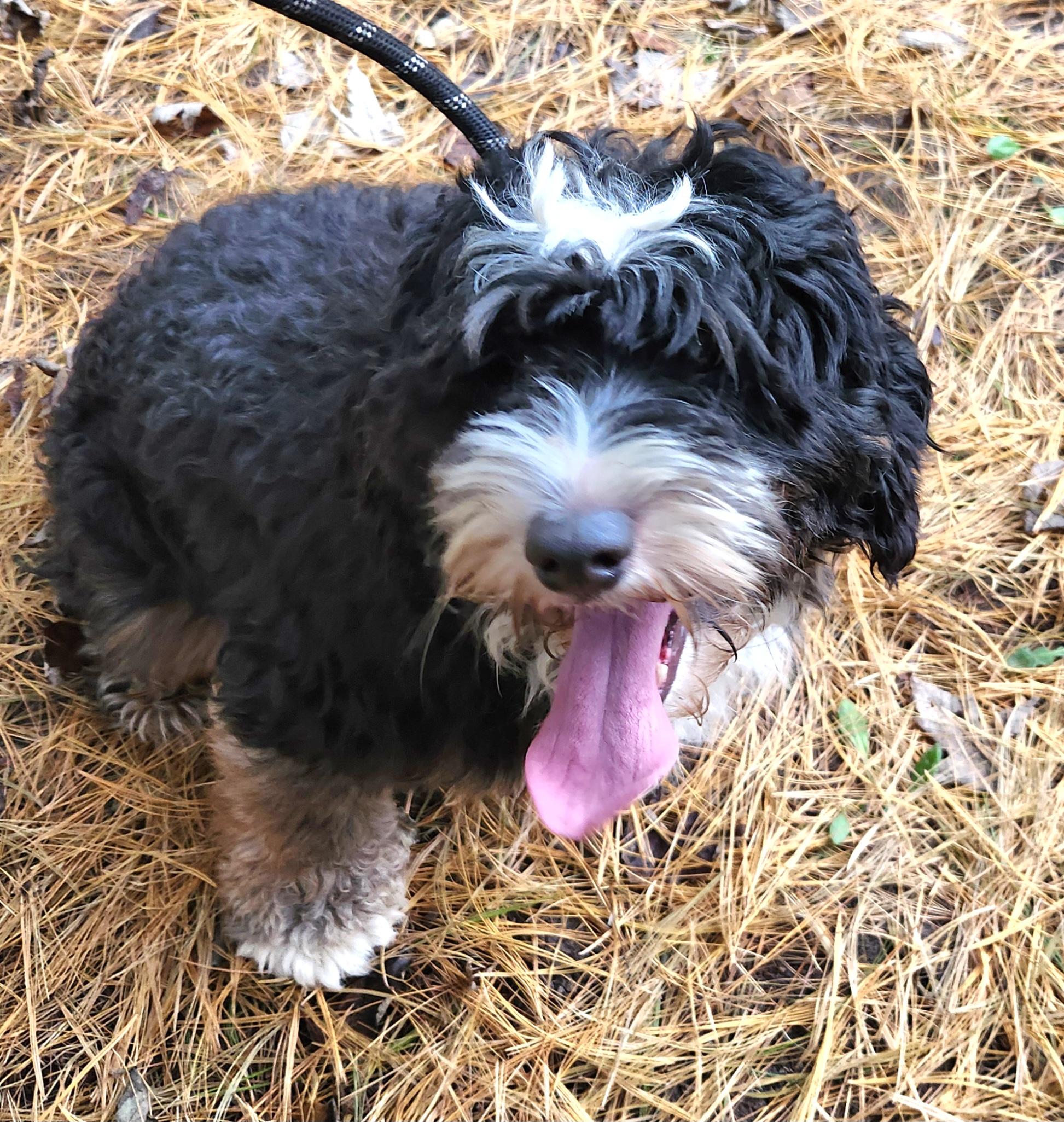 Bruce, Adoptable, Young Male Bernedoodle.