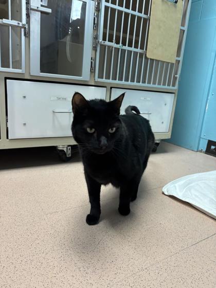Pedro Pascal, ADOPTABLE, Senior Male Domestic Short Hair.