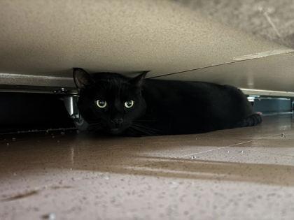Enlarge Pedro Pascal, a ADOPTABLE Domestic Short Hair in Steamboat Springs, CO image 2/2